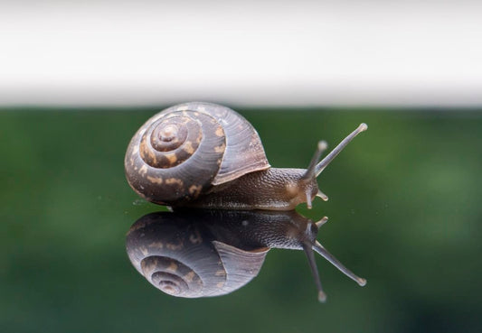 Cross Stitch | Snail - Brown Snail On Green Grass During Daytime - Cross Stitched