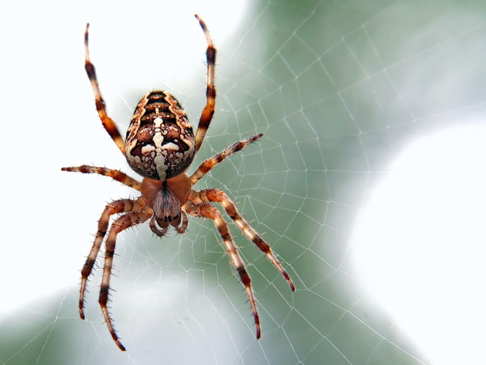 Cross Stitch | Spider - Brown And Black Spider Close-Up Photography - Cross Stitched