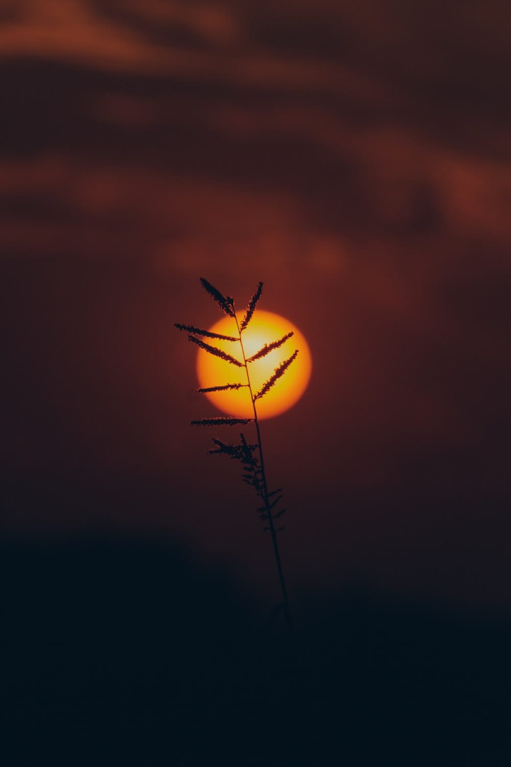 Cross Stitch | Sūrat - Silhouette Of Tree During Sunset - Cross Stitched