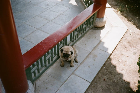 Cross Stitch | Taiyuan - Brown Short Coated Small Dog Sitting On Gray Concrete Floor - Cross Stitched