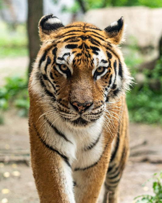 Cross Stitch | Tiger - Bengal Tiger - Cross Stitched