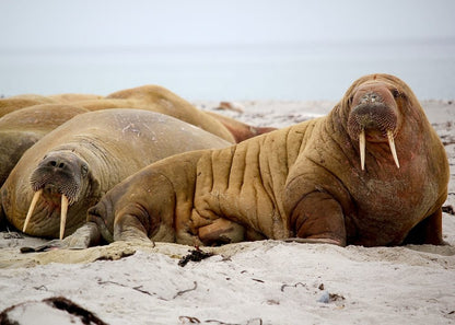 Cross Stitch | Walrus - Sea Lion On Seashore During Daytime - Cross Stitched