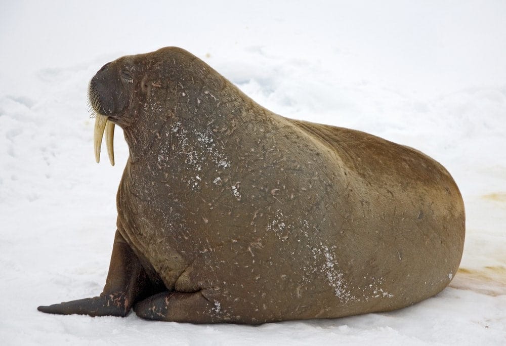 Cross Stitch | Walrus - Shallow Focus Photo Of Seal - Cross Stitched