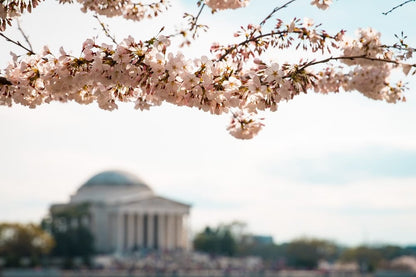 Cross Stitch | Washington - Selective Focus Photography Of White Petaled Flowers - Cross Stitched