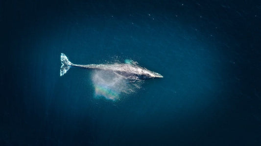 Cross Stitch | Whale - Aerial Photography Of Big Fish During Daytime - Cross Stitched