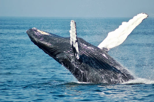 Cross Stitch | Whale - Blue Whale On Sea - Cross Stitched