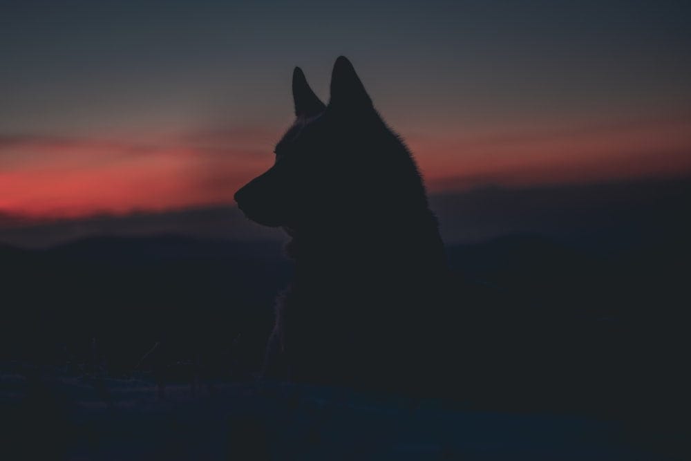 Cross Stitch | Wolf - Silhouette Of Dog - Cross Stitched