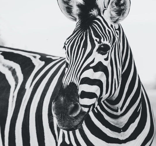 Cross Stitch | Zebra - Zebra Animal - Cross Stitched