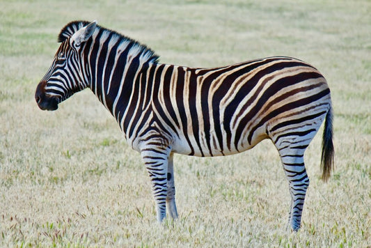 Cross Stitch | Zebra - Zebra On Green Grass Field During Daytime Photo - Cross Stitched