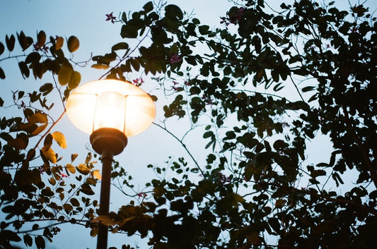 Cross Stitch | Zhongshan - White Lamp Post Near Green Tree During Daytime - Cross Stitched